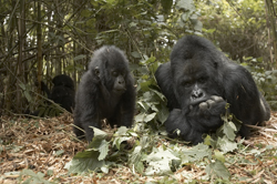 gorilla